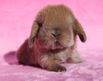 Zakrslí beránci s VP . Samičky . - 7