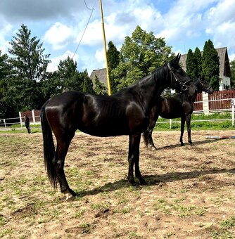 klisny čt  vrané - 7