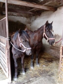 Prodám kobylku WPB - 7