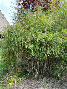 Bambusy -  sazenice + protikořenová folie - 7