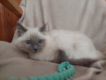 Ragdoll - 7