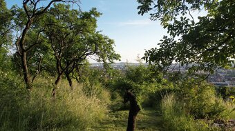 Prodej zahrady v Brně - 7