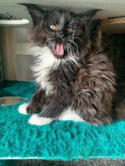 mainský mývalí kocourek s PP - 7