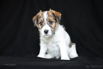 Jack Russell Teriér s PP - 7