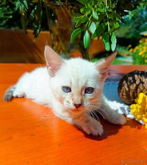 Předběžná Rezervace luxusní Bengálská koťáta s PP - 7