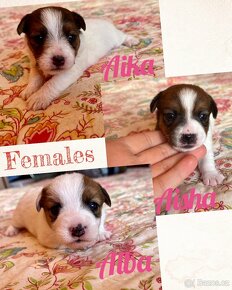 Jack russel terrier s PP - 7