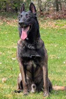 Belgický ovčák malinois s PP - 7