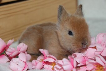 Miminka zakrslých teddy a lvíčků ihned k odběru i rezervaci - 7