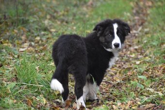 Border kolie s PP - 7