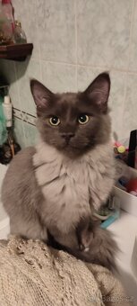 Mainská mývalí bez pp - 7