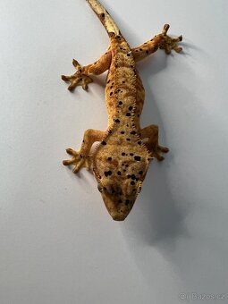 Pagekon řasnatý- Correlophus ciliatus - 7