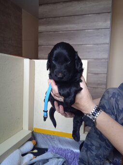 Štěňata Flat Coated Retriever s PP - 7