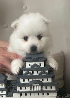 Japonský špic - 7