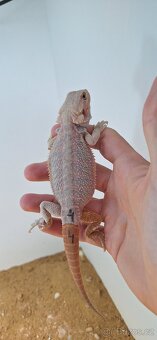 Agama vousatá - pogona vitticeps - 7