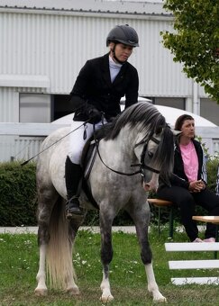 Černá klisna Welsh pon B - 7