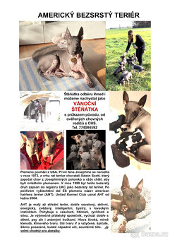 Americký bezsrstý teriér s PP (FCI) - poslední 4 pejsci - 7