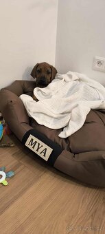 Šteniatko Rhodesian Ridgeback - 7