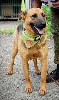 GRATO K ADOPCI - 2 ROKY, USMĚVAVÝ, MILÝ,ODDANÝ - 7