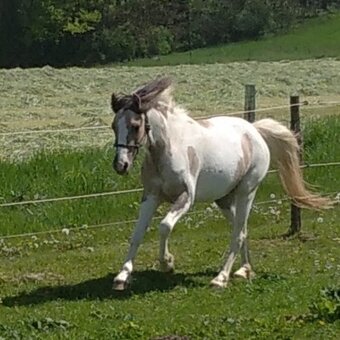 Sportovní pony - 7