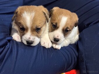 Jack Russell teriér s PP - 7