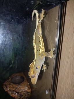 Prodám chovnou skupinku pagekonů řasnatých - 7