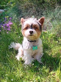 Jorkšírek Maxík- 3 roky - 7