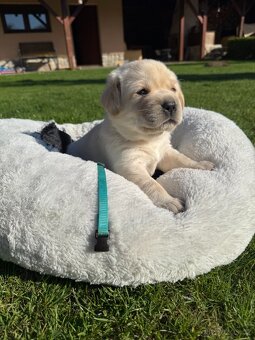 Štěňátka labradora s PP - 7