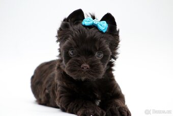 yorkshire terrier colorful - 7