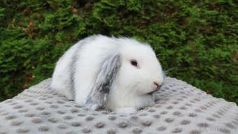 Zakrslý beránek, králíček, králík- MOLLY - 7