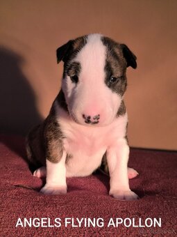 Anglický Bulteriér - 7