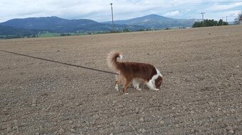 Australský ovčák -štěňátka s PP - 7