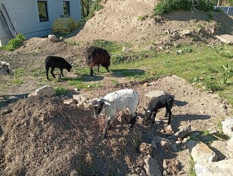 Quessantské ovce, mini ovečky - 7