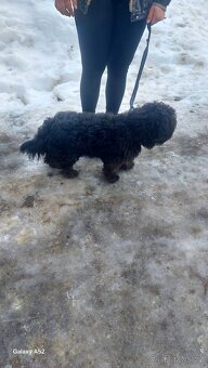 Bisonek,havansky psík,maltezak,bischon, - 7