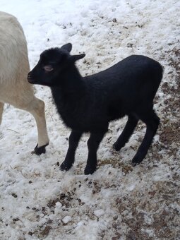 Kamerunské jehňátka a ovečky - 7