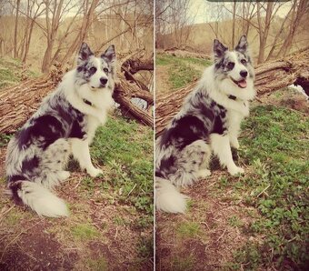 Border kolie -krytí - 7