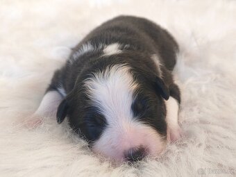 Australský ovčák s PP - štěňátka na prodej - 7