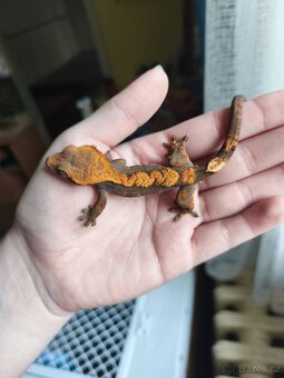 Pagekon řasnatý 0.1 - 7