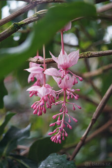 Asahi Takumar 135mm f/3.5 – starší verze s 8 lamelami, top - 7