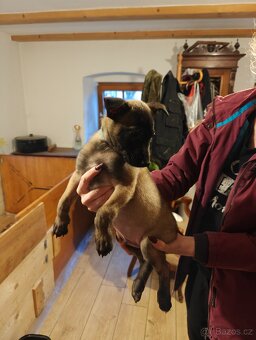 BELGICKÝ OVČÁK MALINOIS - 7