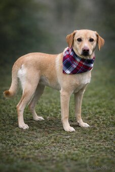 Sirius hledá domov - 7