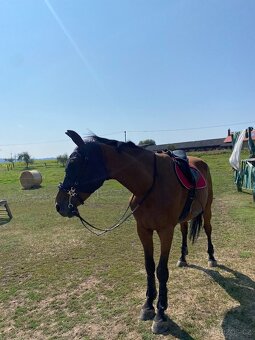 Hackamore - 7