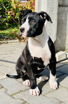 americký stafordšírský teriér - 7