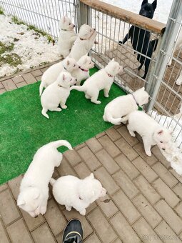 Bílý švýcarský ovčák s PP - štěně - 7