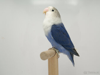 Agapornis fischeri - 7