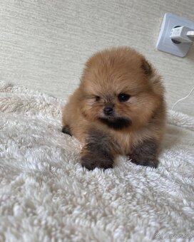 Pomeranian mini - 7