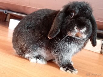 Volný Sameček - Anglický Zakrslý Beránek MiniLop🍑🧡🤍 - 7