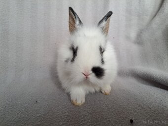 Zakrslý králík, zakrslý králíček lvíček - 7
