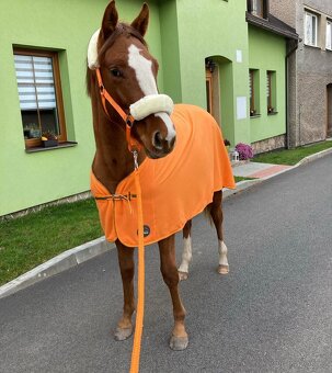 Klisna ČT 5 let - 7