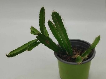 Rhipsalis monocantha - 7