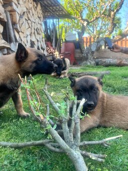 Belgický ovčák malinois - 7